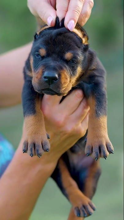 Dream puppy