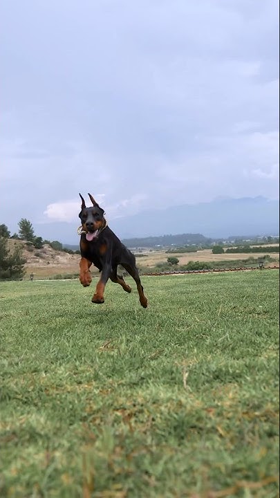 Giza Queen flying