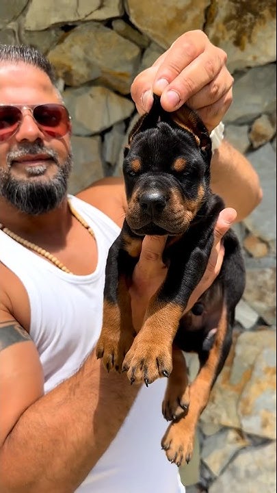 I get a lot of questions “what do you feed your dogs they look brilliant “ my answer “first I have best genetic in the “