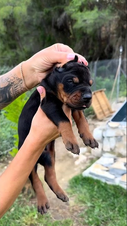 Our blood – Not the water – Cute Doberman Puppy 