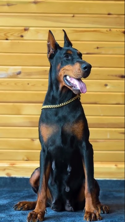 “Ciao Bella “