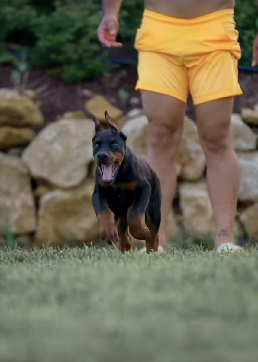 Happy and Funny Doberman Puppies