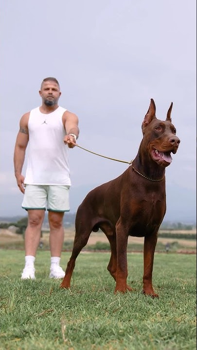 One Ayaz – Erdem Ayaz Doberman Kennel