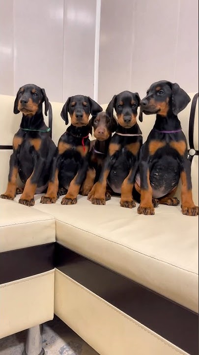 Cute Puppy Team