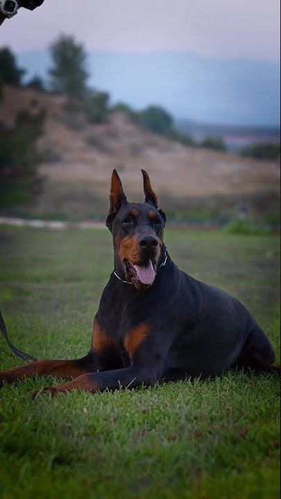 We rule Doberman world