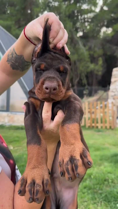 My dogs not for everyone